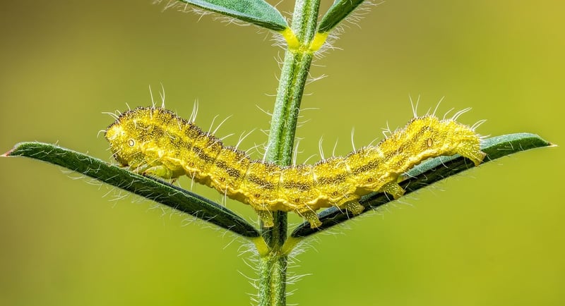 Egg Carton Caterpillar